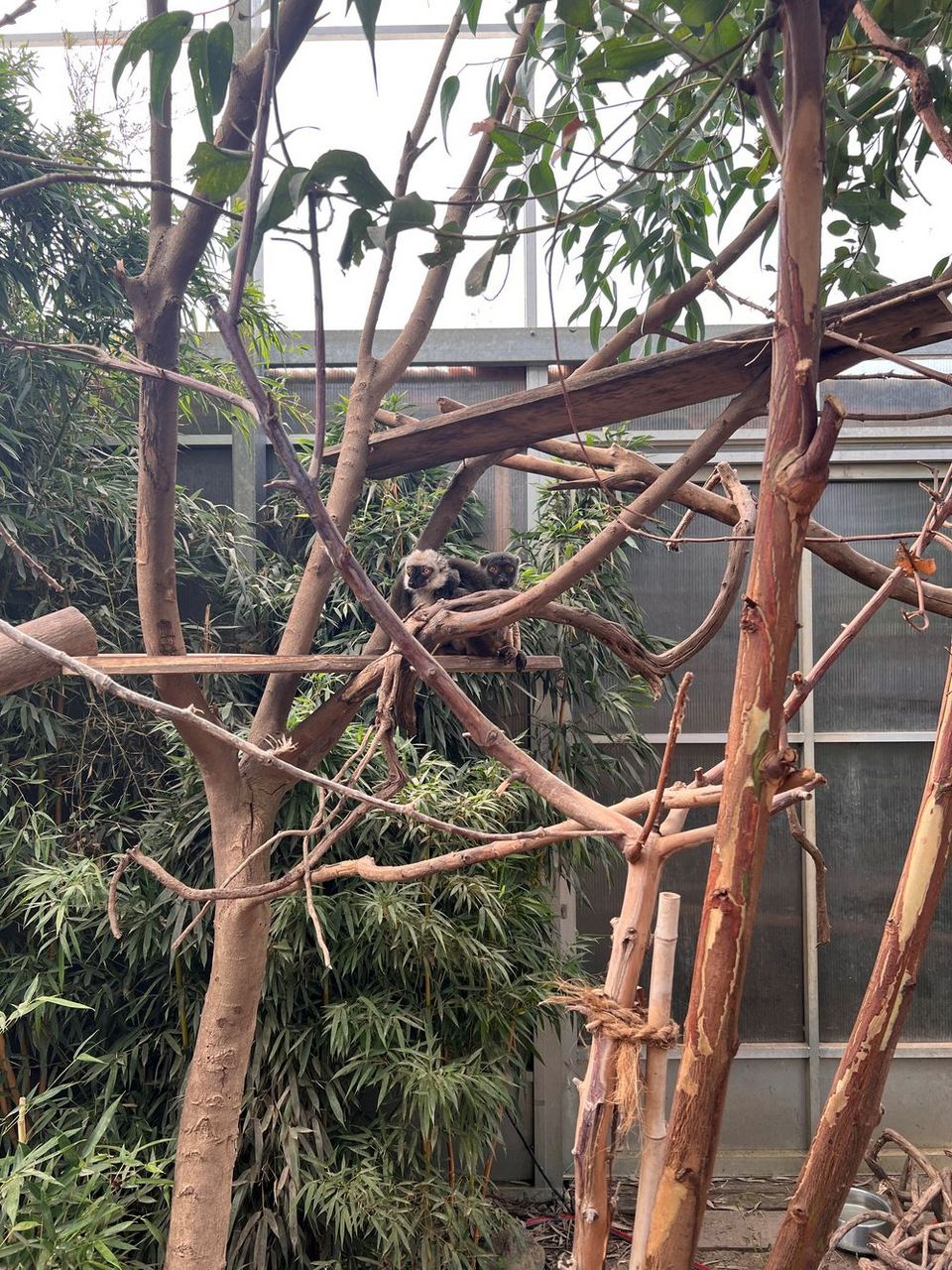 Ausflug in den Grömitzer Zoo Blick in ein Zoo-Gehege: Zwei kleine Lemuren sitzen in einem Baum.