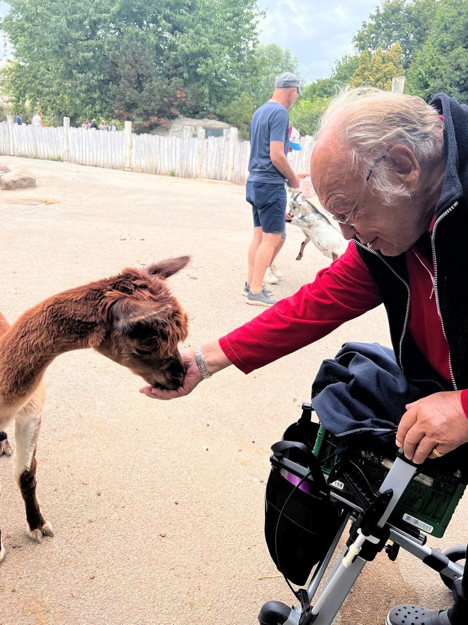 Ausflug in den Grömitzer Zoo Ein Senior am Rollator füttert ein kleines Lama: Es frisst ihm aus der Hand.
