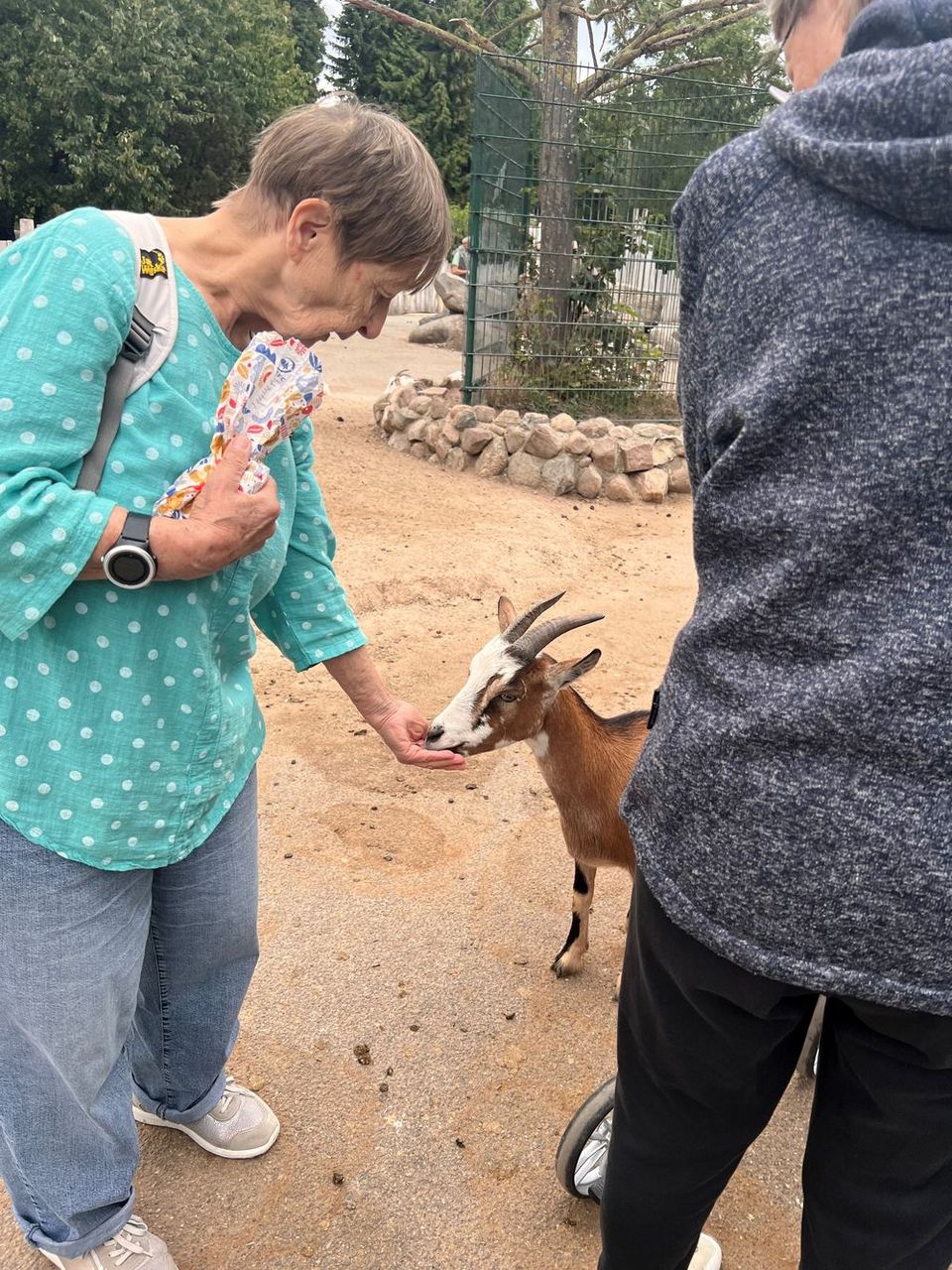 Ausflug in den Grömitzer Zoo Eine ältere Frau füttert einen Ziegenbock: Er frisst ihr aus der Hand.